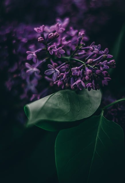 De ideale seringenstruik kopen: tips en adviezen voor je tuin